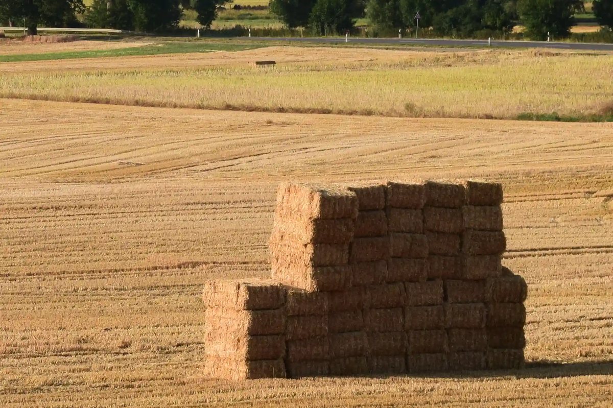 Quaderballen auf dem Stoppelfeld