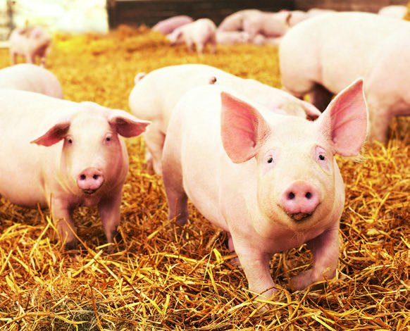 Schweine
